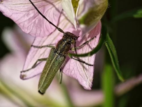 Réf. 199 455 : Opsilia coerulescens